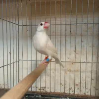 نرگسی ماده بالغ حلقه پا|پرنده|قزوین, |دیوار