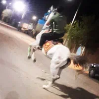 اسب|اسب و تجهیزات اسب‌سواری|نرماشیر, |دیوار