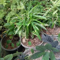 گل خانگی و نهال گرمسیری. بار جدید. رسید