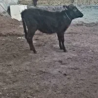 گوساله ماده باب داشت مالچه|حیوانات مزرعه|کامیاران, |دیوار