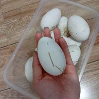 تخم قو غاز و آفریقای نطفه دار|حیوانات مزرعه|آستانه اشرفیه, |دیوار