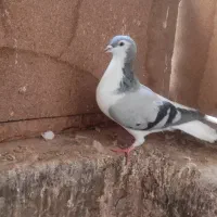 کبوتر چپ ساده امری