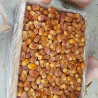 خرمای قصب، بریمی، شاوی، کبکاب