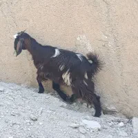 بزغاله ماده بزرگ سالم و سرحال