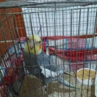 عروس هلندی نر