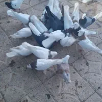 دیوار|پرنده|بم, |دیوار