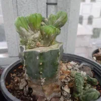پینک پنسیس دفرمه