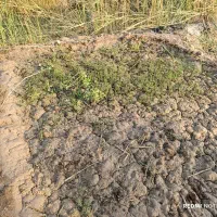 اجاره-زمین-کشاورزی