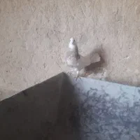 طوقی کارتونی|پرنده|ایذه, |دیوار