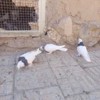 نر طوقی کاکلی