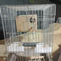 قفس پرنده|لوازم جانبی حیوانات|چهارباغ, |دیوار