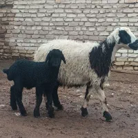 چهار راس میش و شیشک بره دار