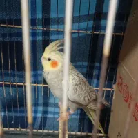 جوجه عروس هلندی