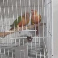 فروش گرینجیک  اناناسی رد. و دبل رد|پرنده|بجنورد, |دیوار