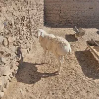 بره نر مناسب تخم یا کشتار|حیوانات مزرعه|درمیان, |دیوار