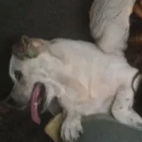 نژاد دار پا ۱ وجبی در سایزهای متفاوت|سگ|آمل, |دیوار