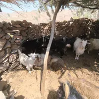 18 عدد بز و 8 عدد بیگ به فروش میرسد|حیوانات مزرعه|اندیکا, |دیوار