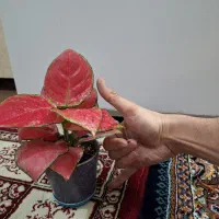 فیلودندرون قرمز|گل و گیاه طبیعی|شاهینشهر, حاجی آباد|دیوار