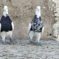 یک جفت طوقی آس