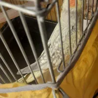 عروس هلندی مولد به شرط|پرنده|محمدیه-قزوین, |دیوار