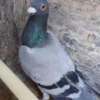 کفتر سار سبز المانی