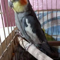 یه جفت عروس هلندی سالم و سر حال
