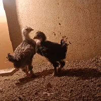 جوجه سبرایت وگلین
