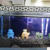 اکواریوم|ماهی|تهران, فلسطین (میدان انقلاب)|دیوار