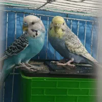 مرغ عشق|پرنده|الوند, |دیوار