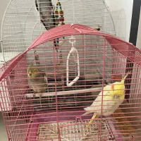 عروس هلندی|پرنده|تهران, سعیدآباد|دیوار