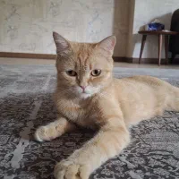واگذاری گربه نژاد دار به صورت رایگان