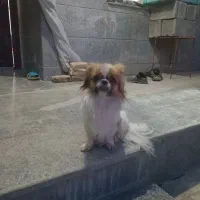 سگ پنکیز ساکت باهوش وبازیگوش واکسن زده