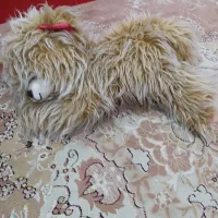 عروسک