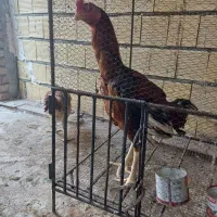 تخم لاری|حیوانات مزرعه|کرمانشاه, |دیوار