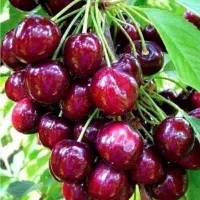 باغ-انواع-میوه-1000-متر