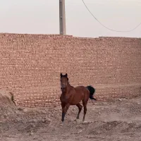 فروشی|اسب و تجهیزات اسب‌سواری|اصفهان, امامزاده اسماعیل|دیوار