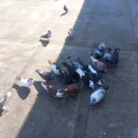 کبوتر