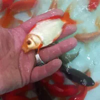 گلدفیش مولد|ماهی|اصفهان, باب الدشت|دیوار