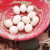 درخواست تخم کفتر ساده امری یا هفت رنگ دم سفید