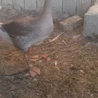 غاز اکراینی