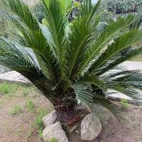 سیکاس حدودا ۹ ساله|گل و گیاه طبیعی|محمودآباد, |دیوار