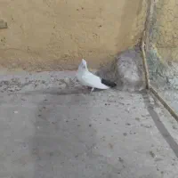 کفتر اصفهانی دم سیاه