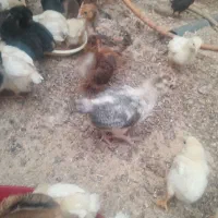 جوجه محلی گلپایگان واکسن خورده یکماه|حیوانات مزرعه|ملارد, |دیوار