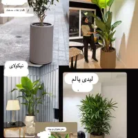 درختچه ده قسطه|گل مصنوعی|خرم‌آباد, |دیوار