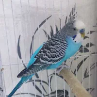 مرغ عشق