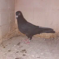 کبوتر پلاکی|پرنده|لیلان, |دیوار