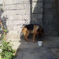 ژرمن شپرد شولاین|سگ|دورود, |دیوار