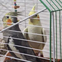 دو عدد عروس هلندی نـر و مـاده+قفس