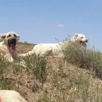 ماده سرابی|سگ|آبگرم, |دیوار