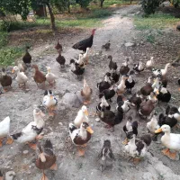 فروش محصولات ارگانیک مزرعه سبز|حیوانات مزرعه|گتاب, |دیوار